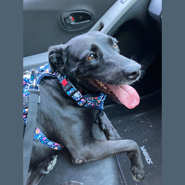 Photo of Lacey
