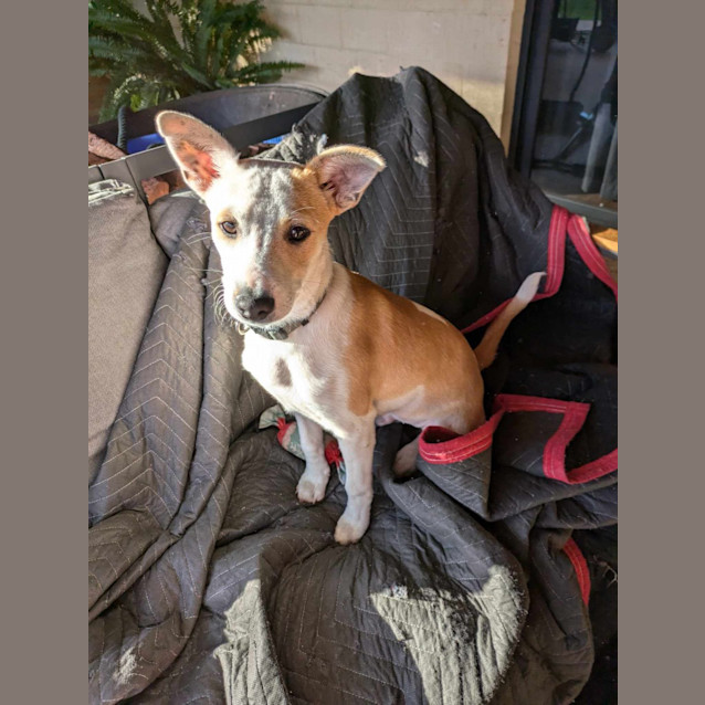 Photo of Pancake