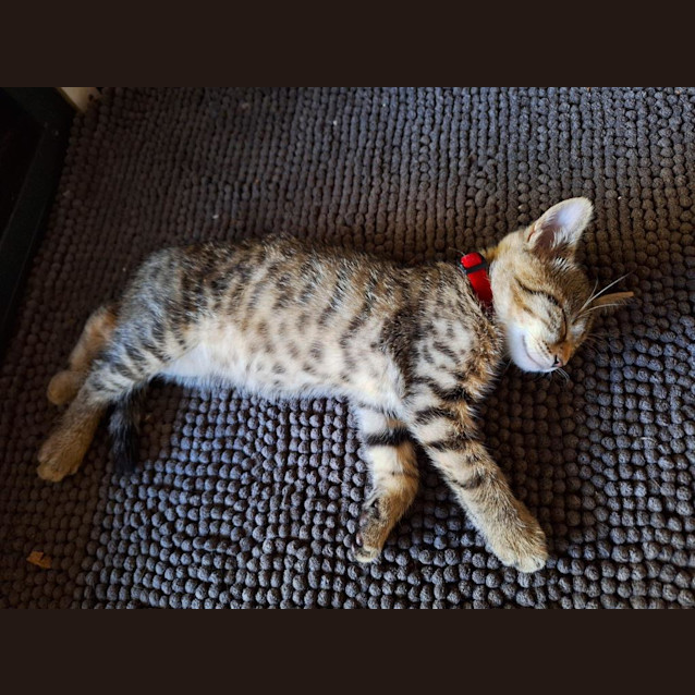 Photo of Fozzie