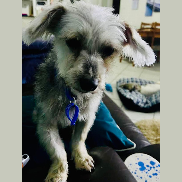 Photo of Bella   18 Month Old Maltese (Trial)