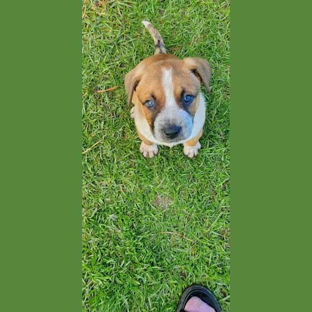 Photo of Chilli