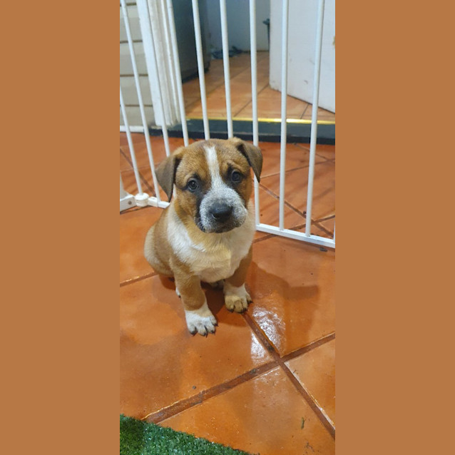 Photo of Chilli