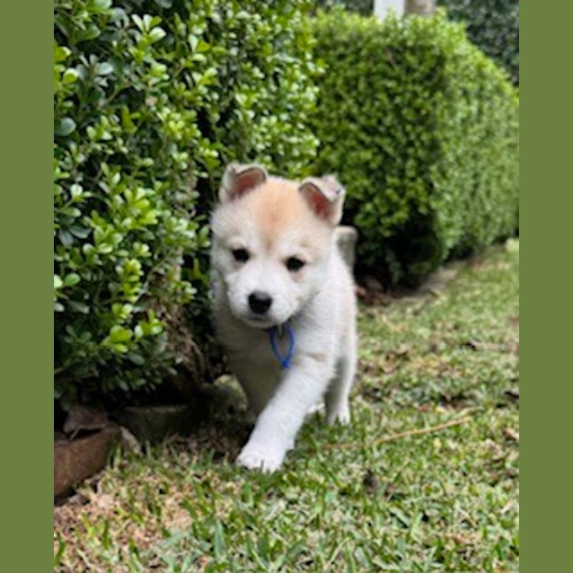 Photo of Sable   7 Week Old Husky X (Trial)