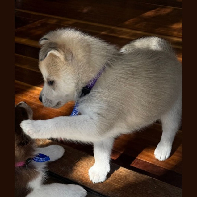 Photo of Sable   7 Week Old Husky X (Trial)
