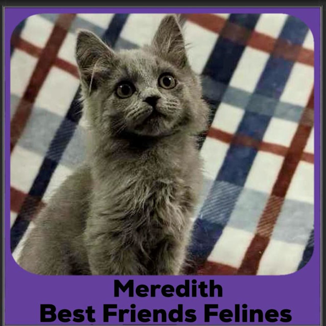 Photo of Meredith 