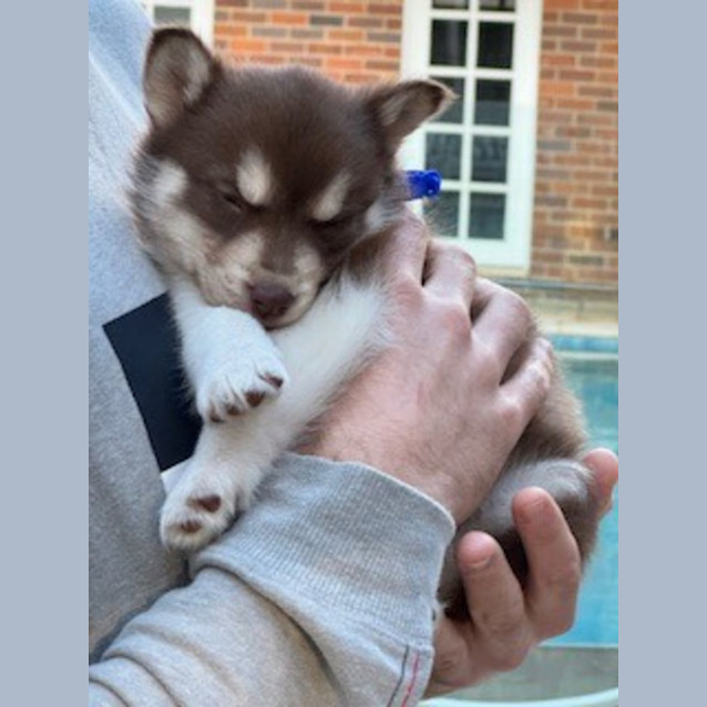 Photo of Smudge   7 Week Old Husky X (Trial)
