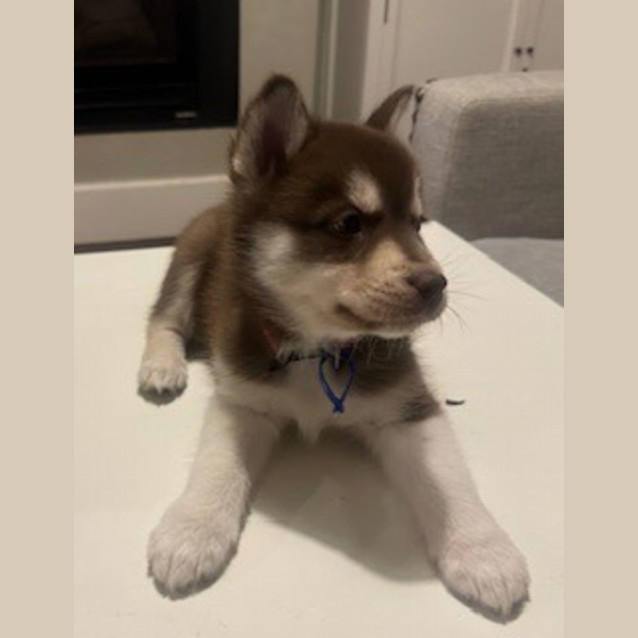 Photo of Smudge   7 Week Old Husky X (Trial)