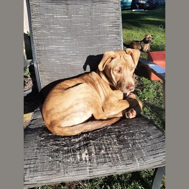 Photo of Bentley 💙