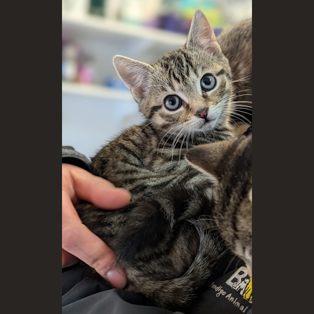 Photo of Third Eye Blind