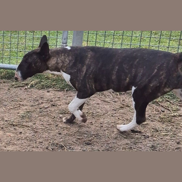 Photo of Oscar
