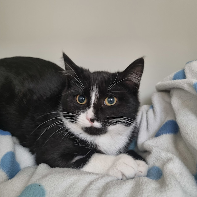Photo of Smittens