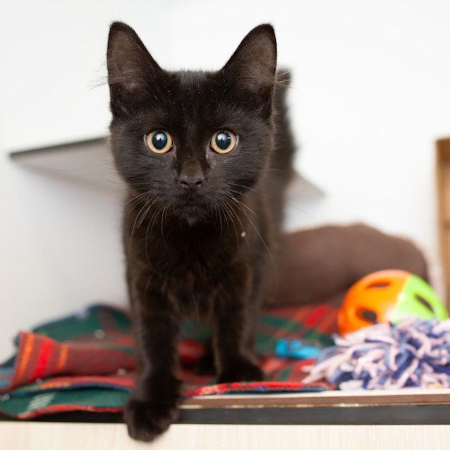 Photo of Scrabble
