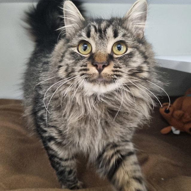 Photo of Hank 