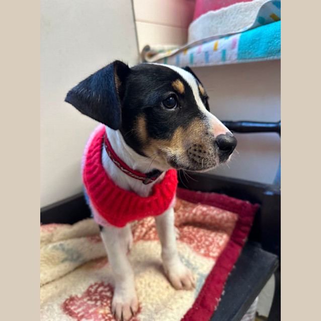 Photo of Lily