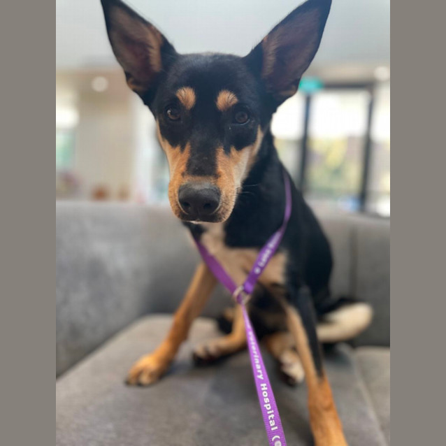 Photo of Skye
