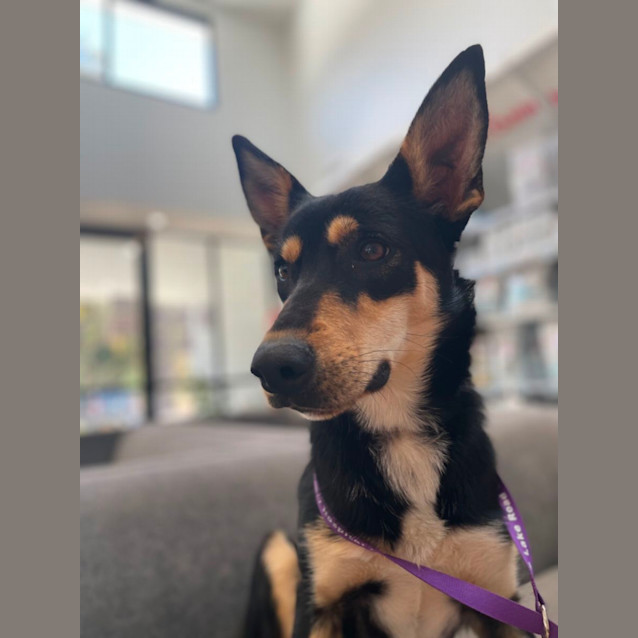 Photo of Skye