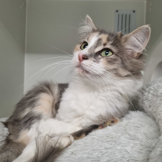 Photo of Sabrina 