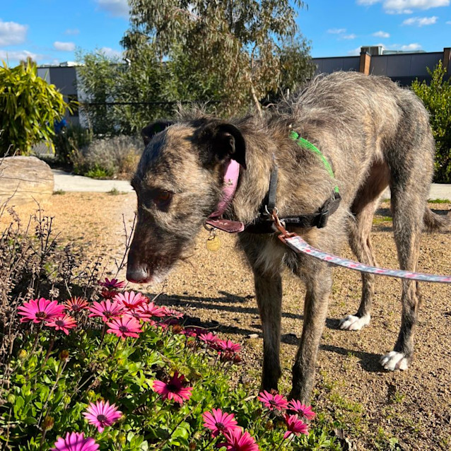 Photo of Noodle Horse