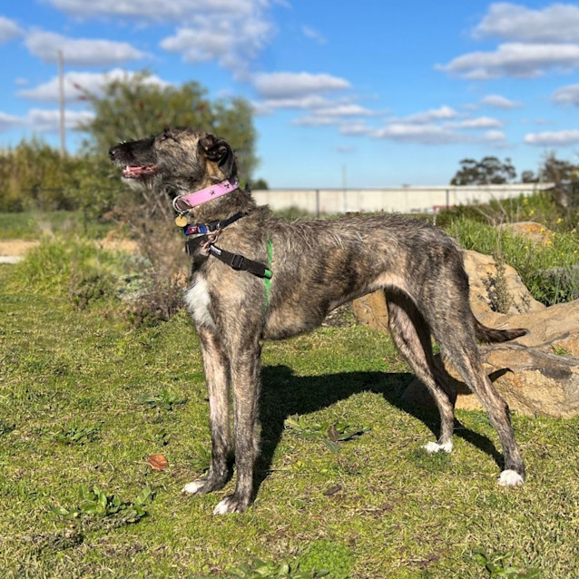 Photo of Noodle Horse