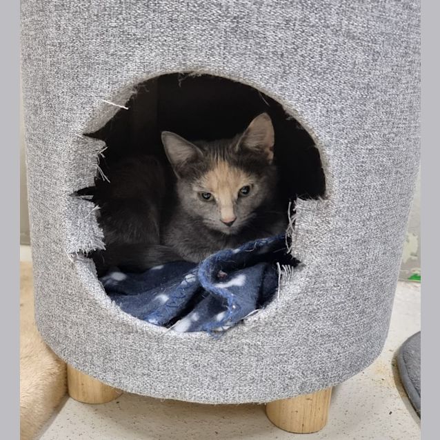 Photo of Smudge