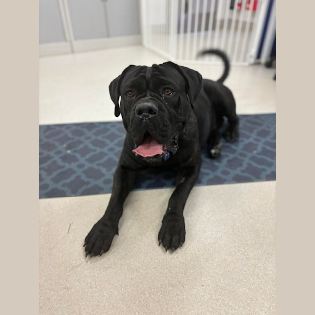 Photo of Bear