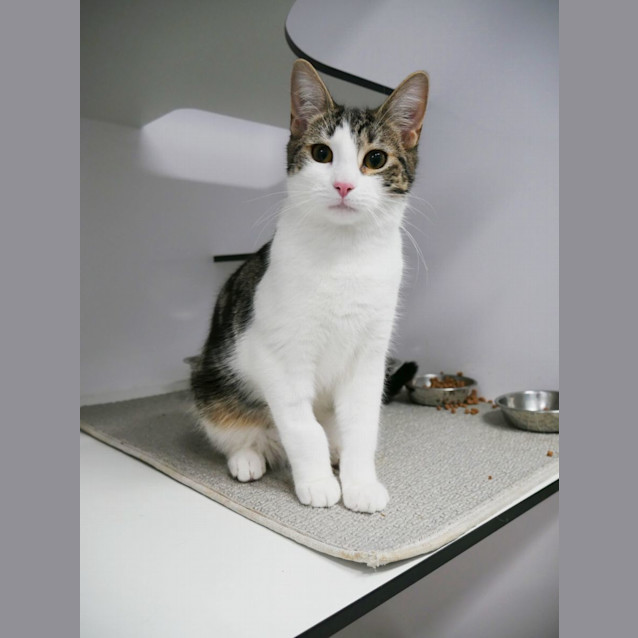 Photo of Aero & Twix