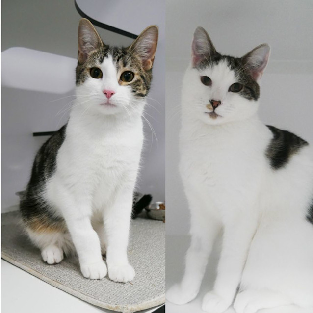 Photo of Aero & Twix