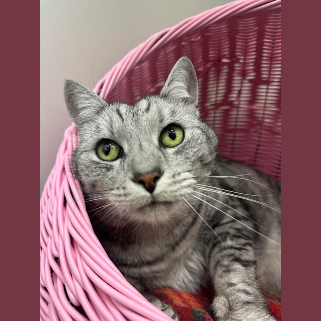 Photo of Syrus