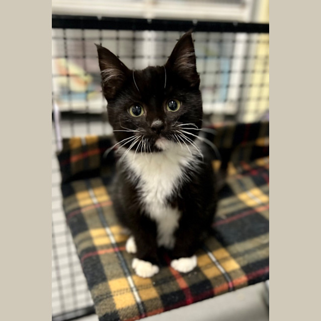 Photo of Pepsi