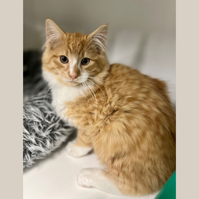 Photo of Chester