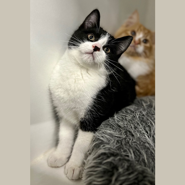 Photo of Shadow