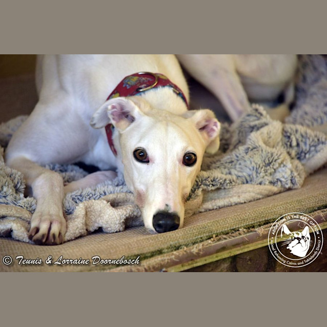 Photo of Snow (Fluffy Cuddles)