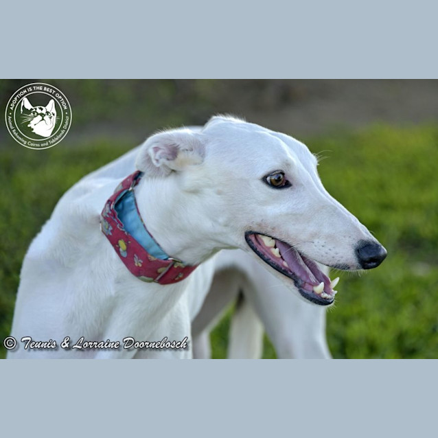 Photo of Snow (Fluffy Cuddles)