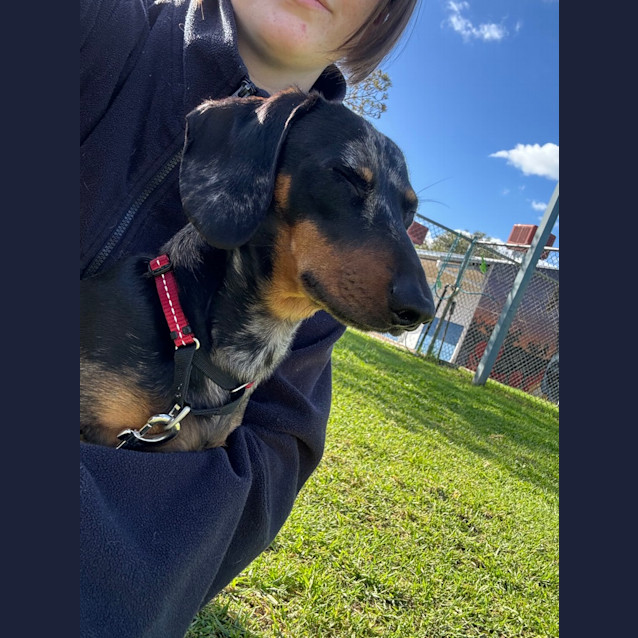 Photo of Snickers