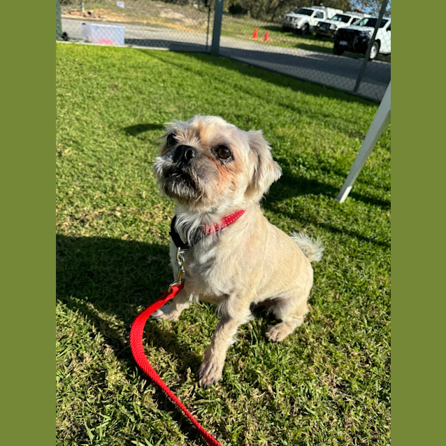 Photo of Teddy