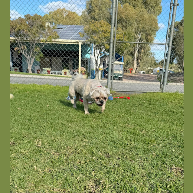 Photo of Teddy
