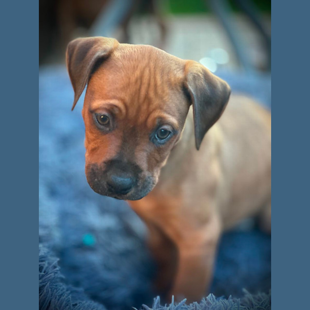 Photo of Rubz