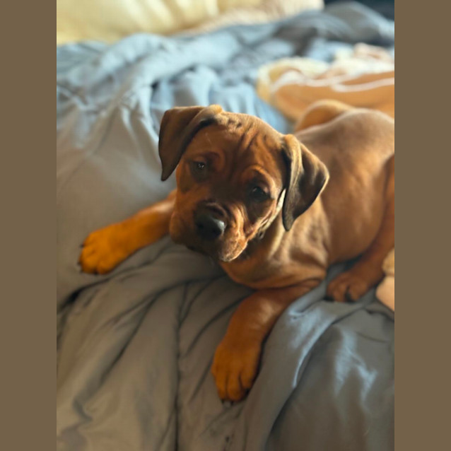 Photo of Lainey Wilson