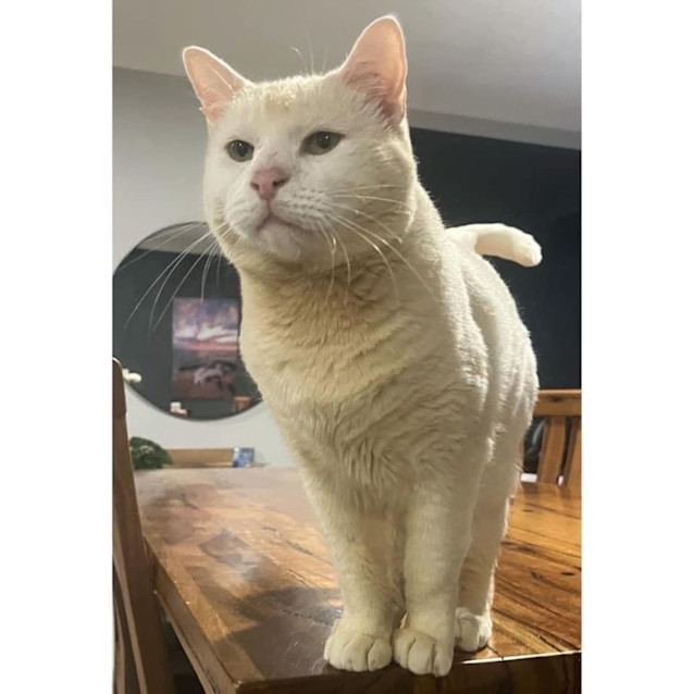 Photo of 10366   Claus