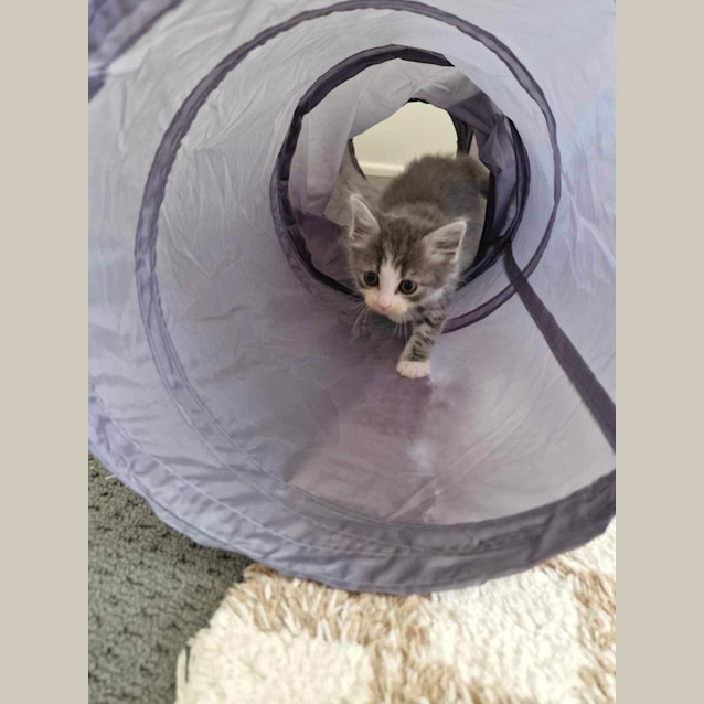 Photo of Percy