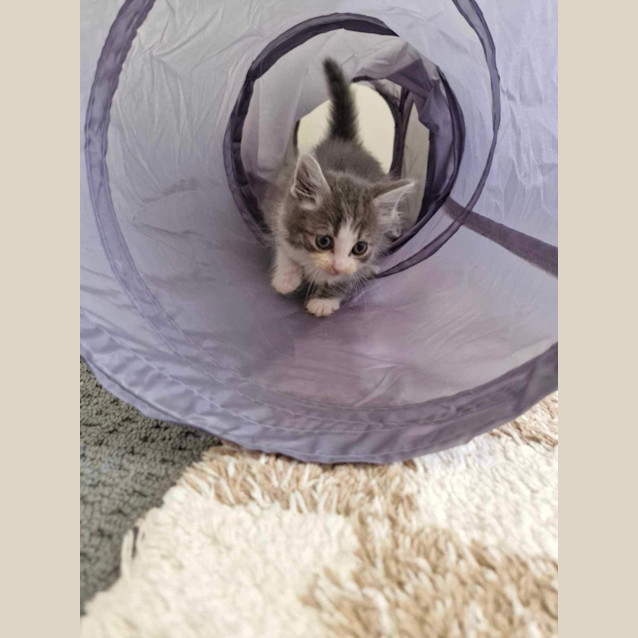 Photo of Percy