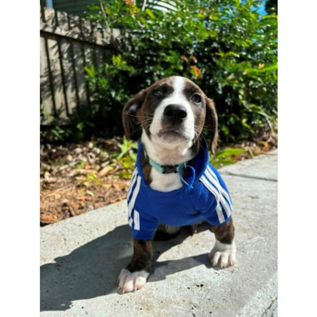 Photo of Dulce