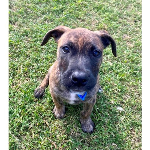 Photo of Fidget *$350 Adoption Fee*