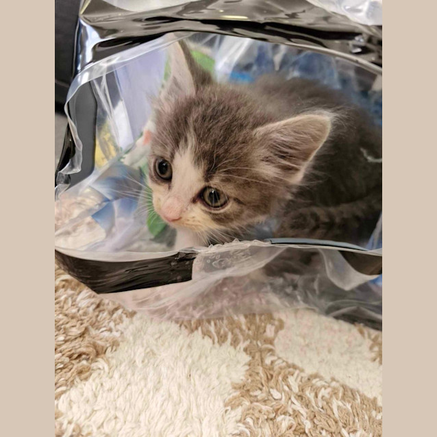 Photo of Percy