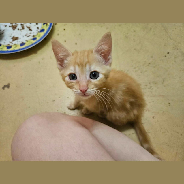Photo of Cheezel