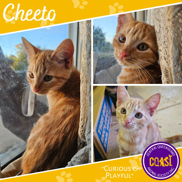 Photo of Cheeto