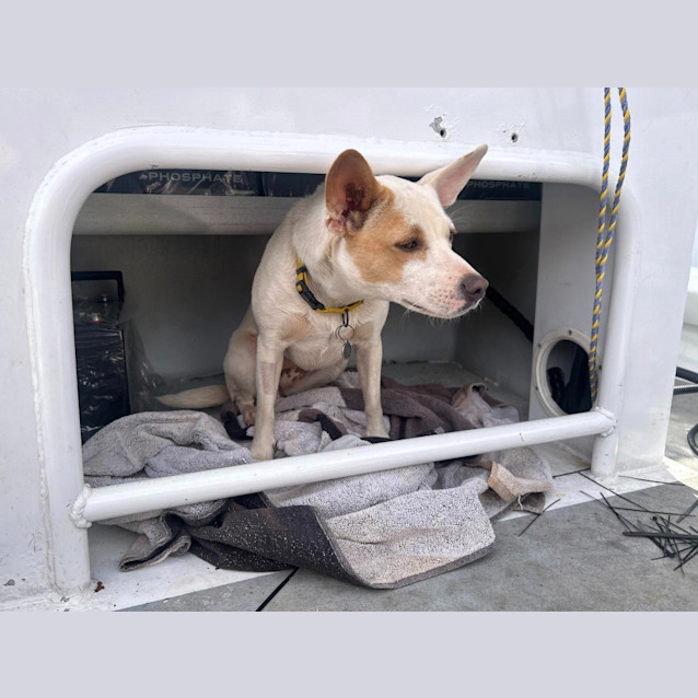 Photo of Cappa (Chappy)