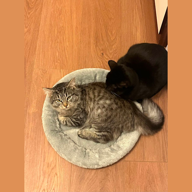 Photo of Sarah Silverman 