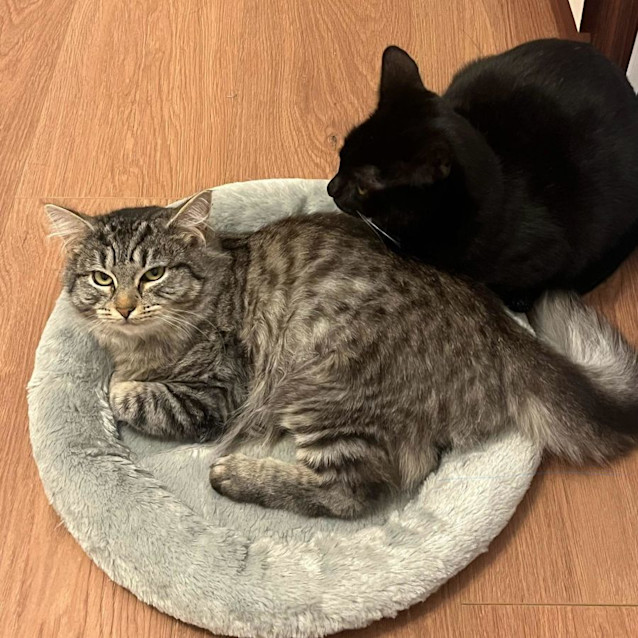 Photo of Sarah Silverman 