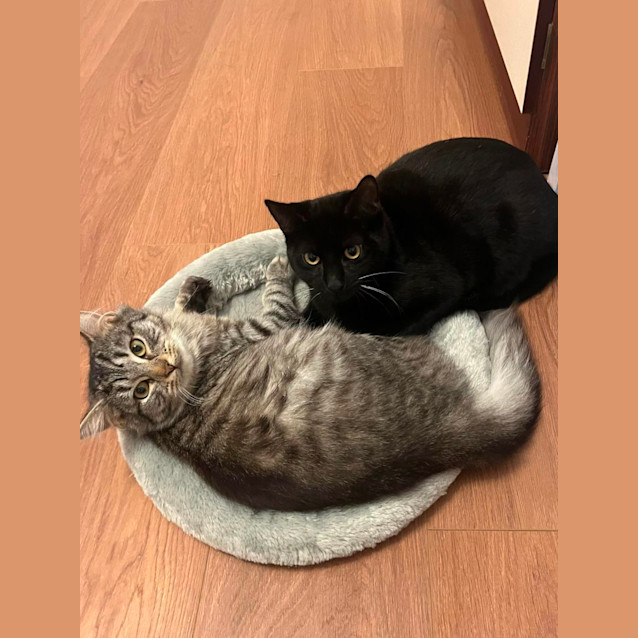 Photo of Sarah Silverman 